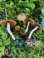 Cortinarius venetus