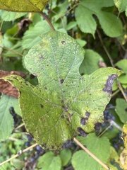 Vitis aestivalis
