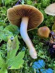 Cortinarius venetus
