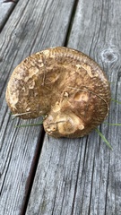 Paxillus involutus