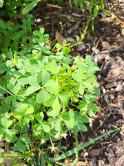 Oxalis dillenii