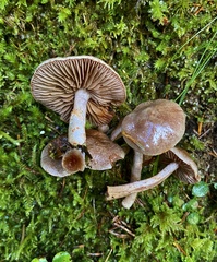 Cortinarius spilomeus