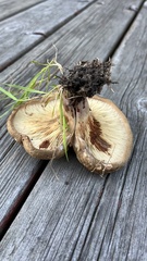Paxillus involutus