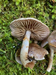 Cortinarius spilomeus