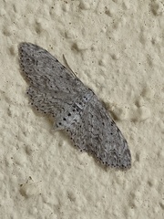 Pimaphera sparsaria