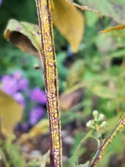 Coleosporium
