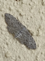 Pimaphera sparsaria