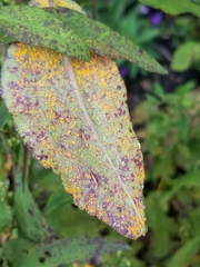 Coleosporium