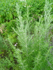 Artemisia dubia