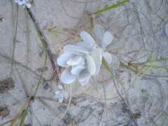 Senecio crassiflorus