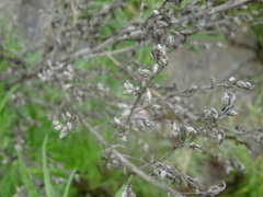 Artemisia dubia