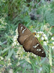 Apyrrothrix araxes