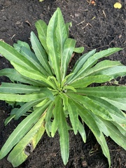 Campanula persicifolia