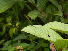 Odonata