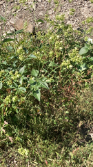 Mirabilis nyctaginea