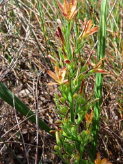 Wachendorfia multiflora