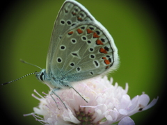Polyommatus thersites