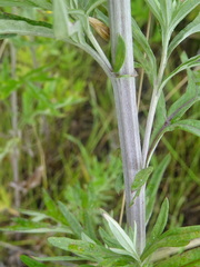 Artemisia dubia