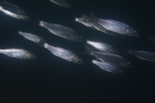 European Seabass