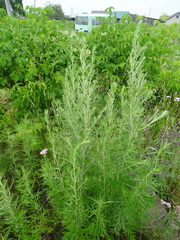 Artemisia dubia