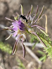 Camponotus laevissimus