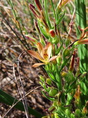 Wachendorfia multiflora