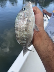 Orthopristis chrysoptera