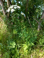 Conioselinum tataricum