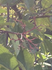 Cornus racemosa