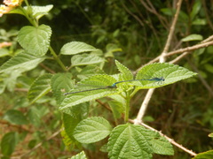 Odonata