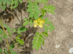 Kallstroemia californica