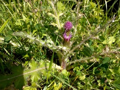 Cirsium acaule esculentum