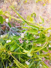 Diplolepis geminiflora