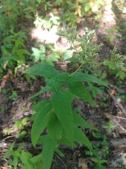 Eupatorium sessilifolium