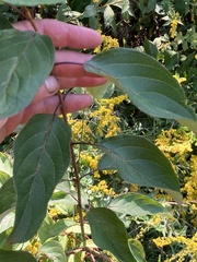 Cornus racemosa