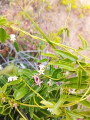 Diplolepis geminiflora