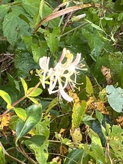 Lonicera periclymenum