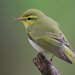 Wood Warbler - Photo (c) Steve Garvie, some rights reserved (CC BY-SA)
