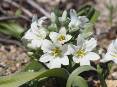 Zephyra compacta