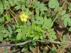 Kallstroemia californica