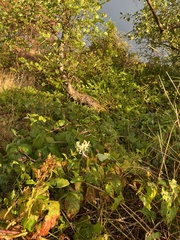 Lonicera periclymenum