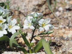 Zephyra compacta