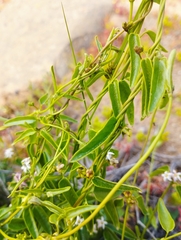 Diplolepis geminiflora