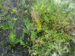 Pastinaca sativa sylvestris