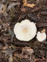 Lepiota atrodisca