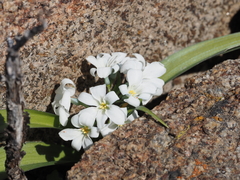 Zephyra compacta