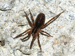 Liocranidae