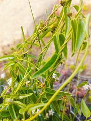 Diplolepis geminiflora