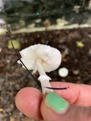 Lepiota atrodisca