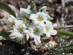 Zephyra compacta